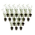 Blue Stem Bamboo - 18 pcs. - Fargesia papyrifera 'Blue Dragon - H30-40cm - ⌀13cm