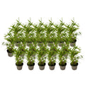 Bamboo - 18 pcs - Fargesia nitida 'Black Dragon' - Height 25-40cm - ⌀14cm
