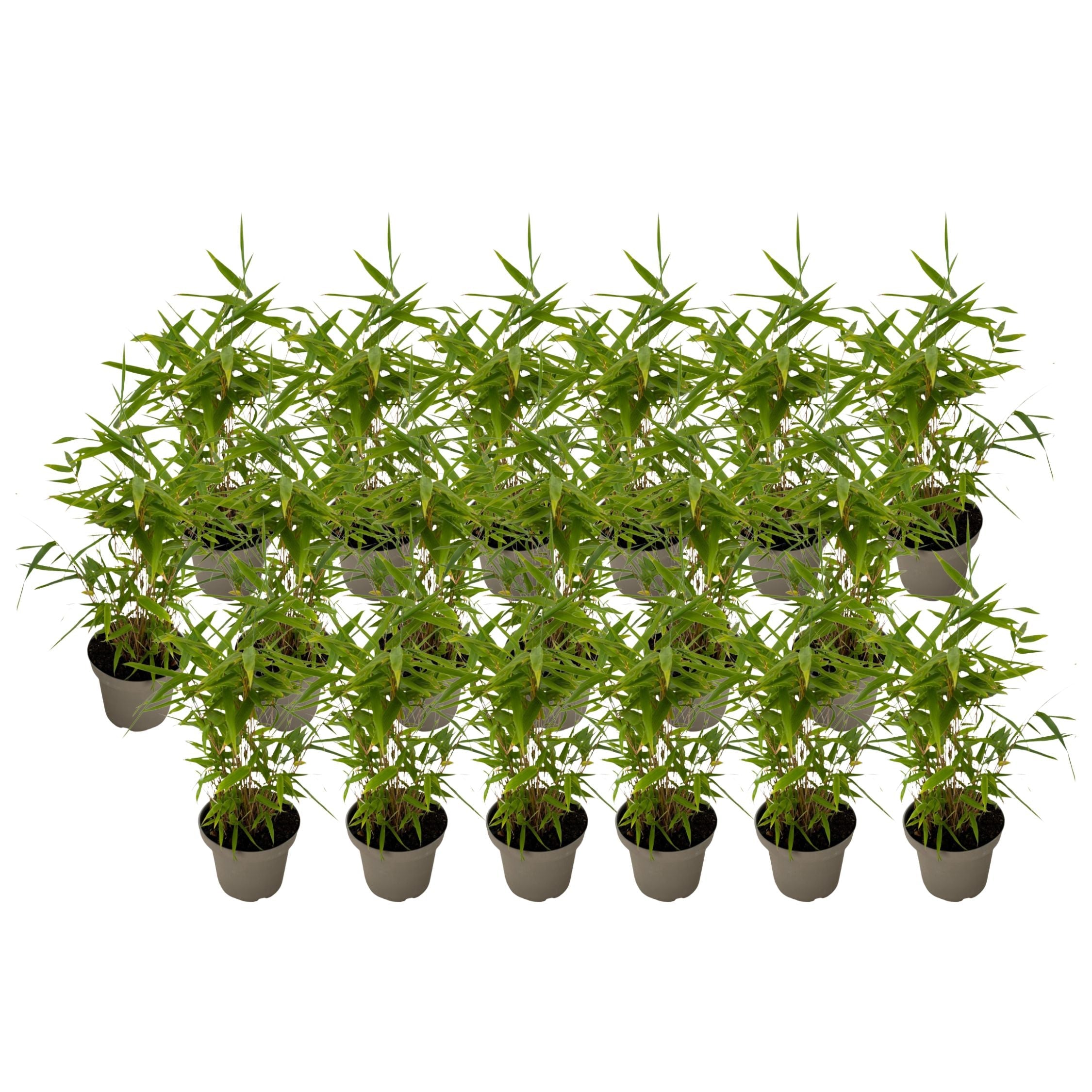 Bamboo - 18 pcs - Fargesia nitida 'Black Dragon' - Height 25-40cm - ⌀14cm
