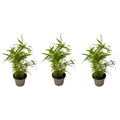 Bamboo - 3 pcs - Fargesia nitida 'Black Dragon' - Height 25-40cm - ⌀14cm