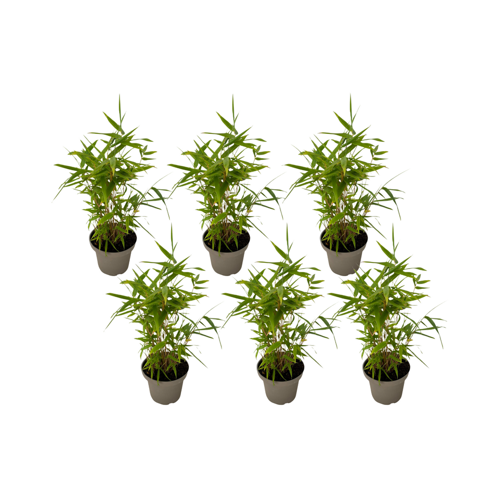 Bamboo - 6 pcs - Fargesia nitida 'Black Dragon' - Height 25-40cm - ⌀14cm