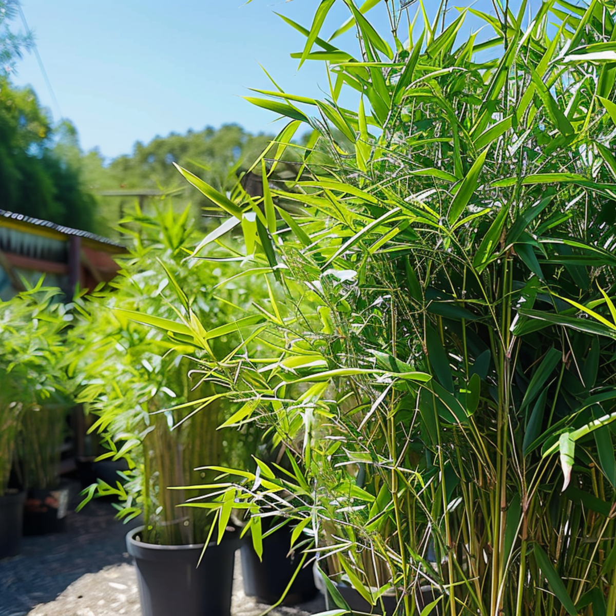 Bamboo - 18 pcs - Fargesia nitida 'Black Dragon' - Height 25-40cm - ⌀14cm