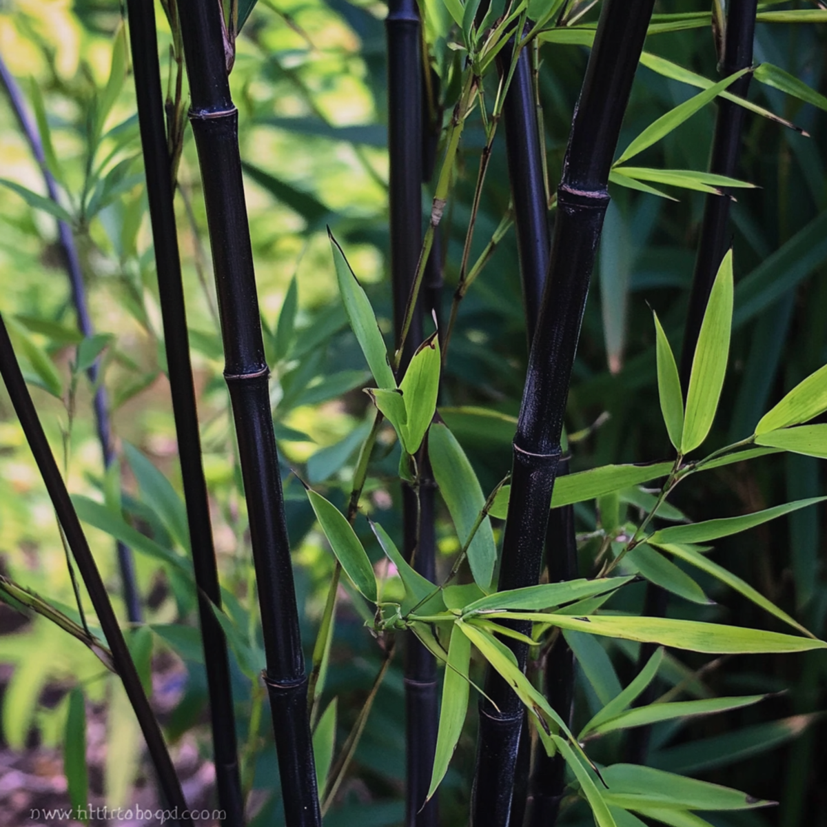 Bamboo - 18 pcs - Fargesia nitida 'Black Dragon' - Height 25-40cm - ⌀14cm
