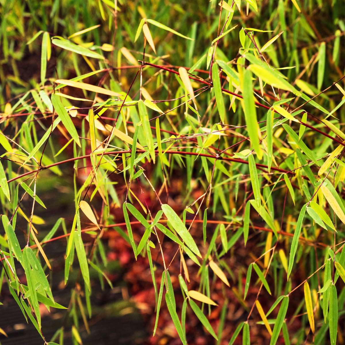 Umbrella Bamboo - 3 pcs. - Fargesia 'Asian Wonder' - Height 25-40cm - ⌀13cm