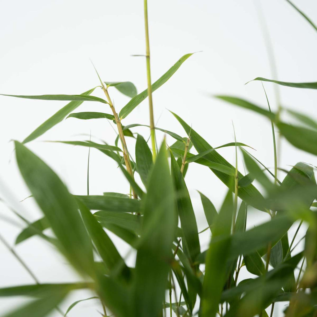 Umbrella Bamboo - 6 pcs. - Fargesia 'Asian Wonder' - Height 25-40cm - ⌀13cm