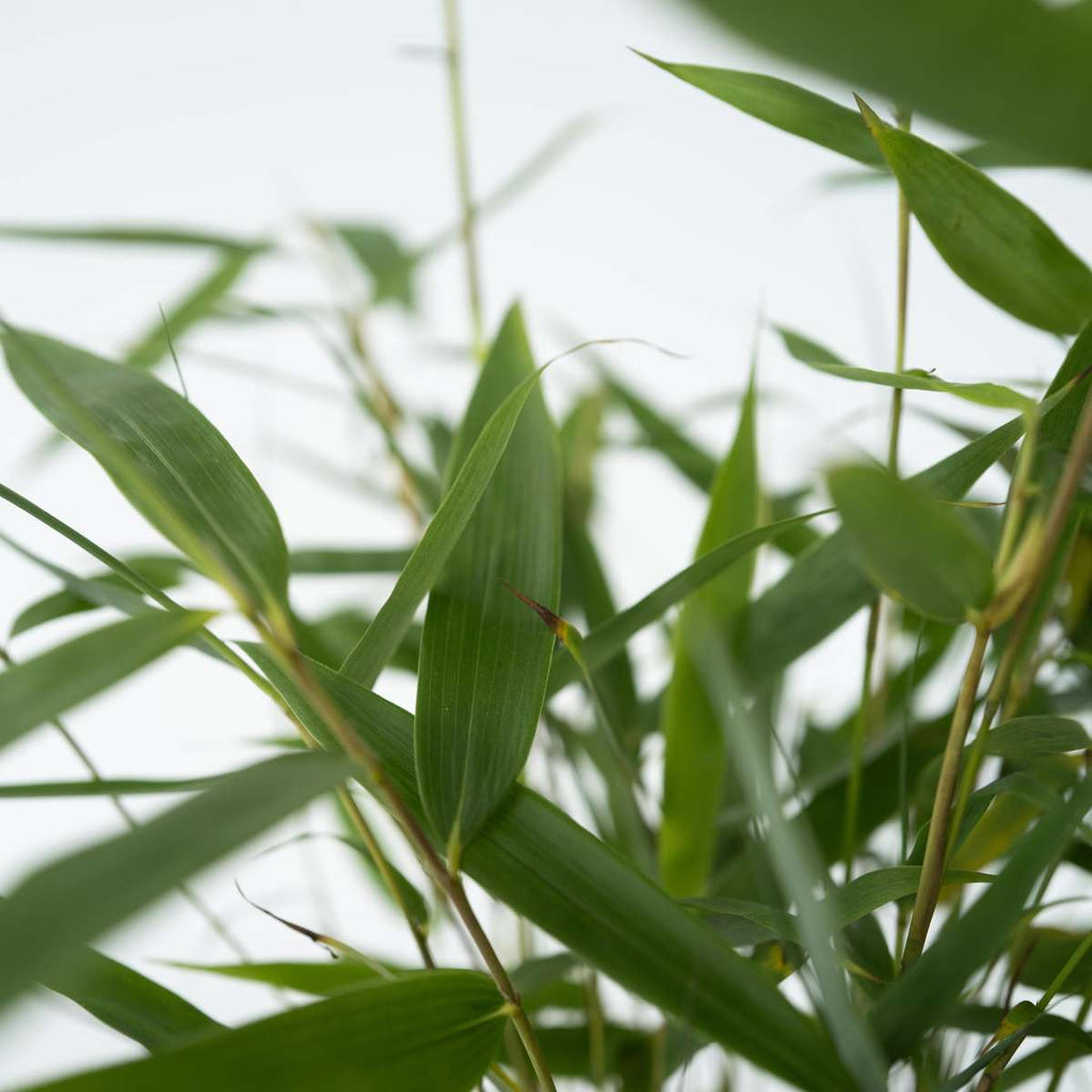 Umbrella Bamboo - 18 pcs. - Fargesia 'Asian Wonder' - Height 25-40cm - ⌀13cm