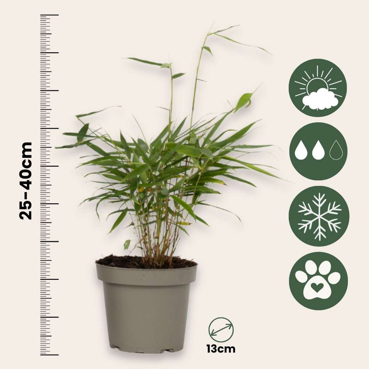 Umbrella Bamboo - 6 pcs. - Fargesia 'Asian Wonder' - Height 25-40cm - ⌀13cm