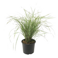 Feather Reed Grass - Calamagrostis acutiflora 'Overdam' - H20-30cm - ⌀23cm