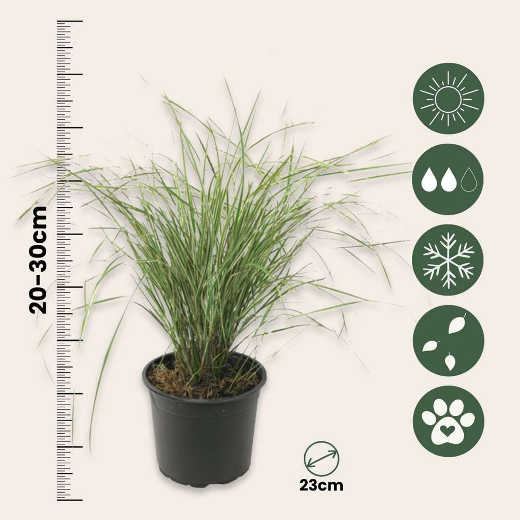 Feather Reed Grass - Calamagrostis acutiflora 'Overdam' - H20-30cm - ⌀23cm