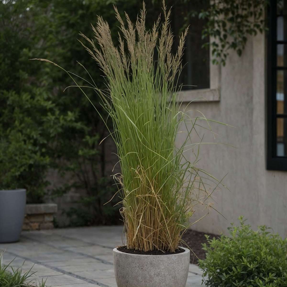 Feather Reed Grass - 2 pcs. - Calamagrostis 'Overdam' - Height 20-30cm - ⌀23cm