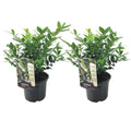 Sweet Box - 2 pcs. - Sarcococca 'Confusa' - Height 30-40cm - ⌀17cm