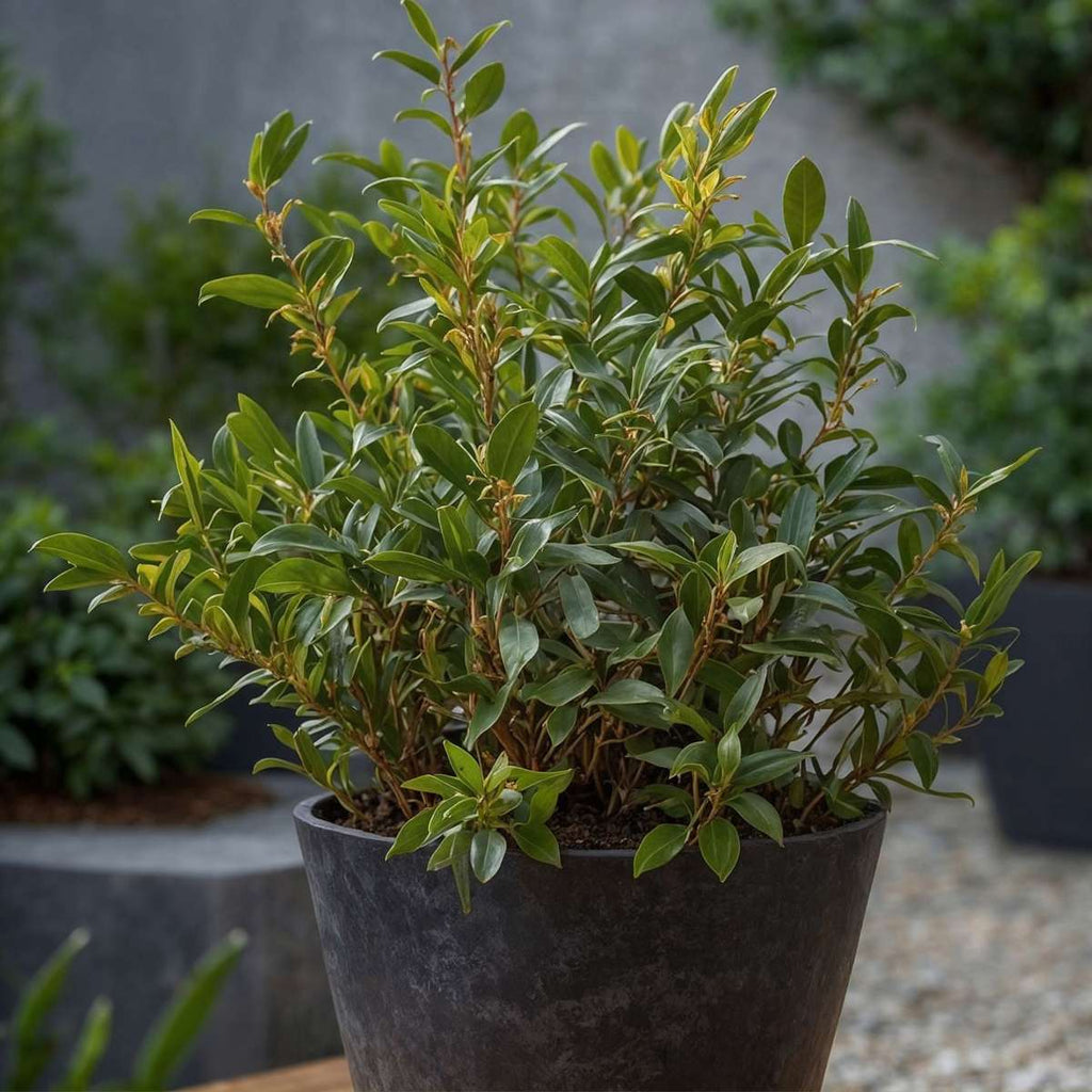 Sweet Box - 4 pcs. - Sarcococca 'Confusa' - Height 30-40cm - ⌀17cm