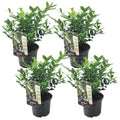 Sweet Box - 4 pcs. - Sarcococca 'Confusa' - Height 30-40cm - ⌀17cm