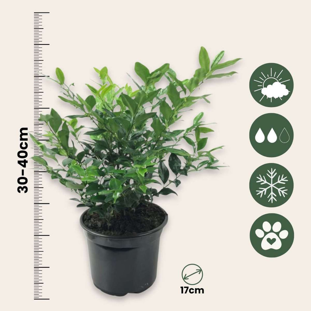 Sweet Box - 4 pcs. - Sarcococca 'Confusa' - Height 30-40cm - ⌀17cm