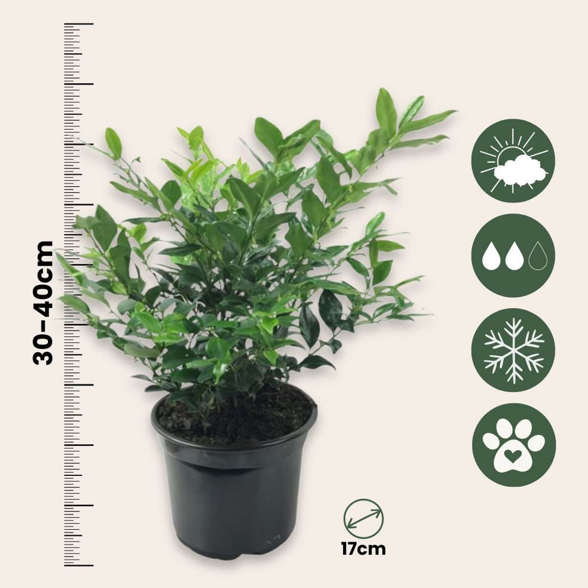 Sweet Box - 4 pcs. - Sarcococca 'Confusa' - Height 30-40cm - ⌀17cm