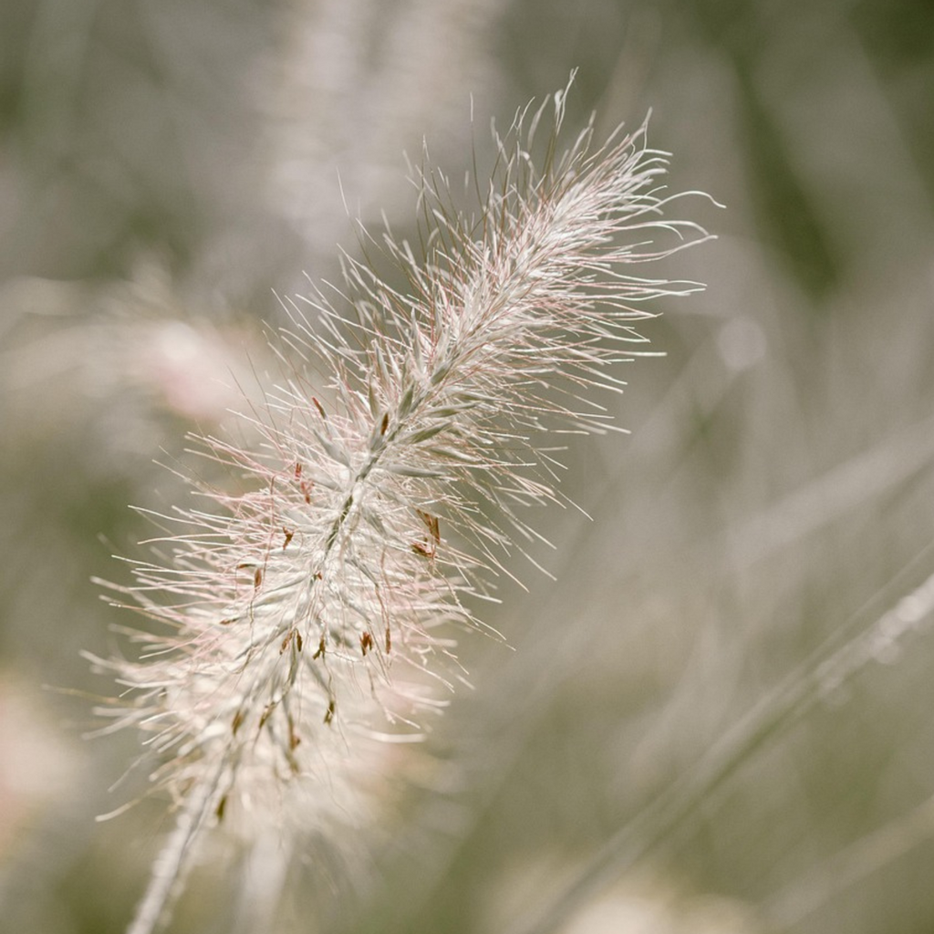 Fountain Grass - Pennisetum alopecuroides 'Hameln' - Height 20-30cm - ⌀23cm