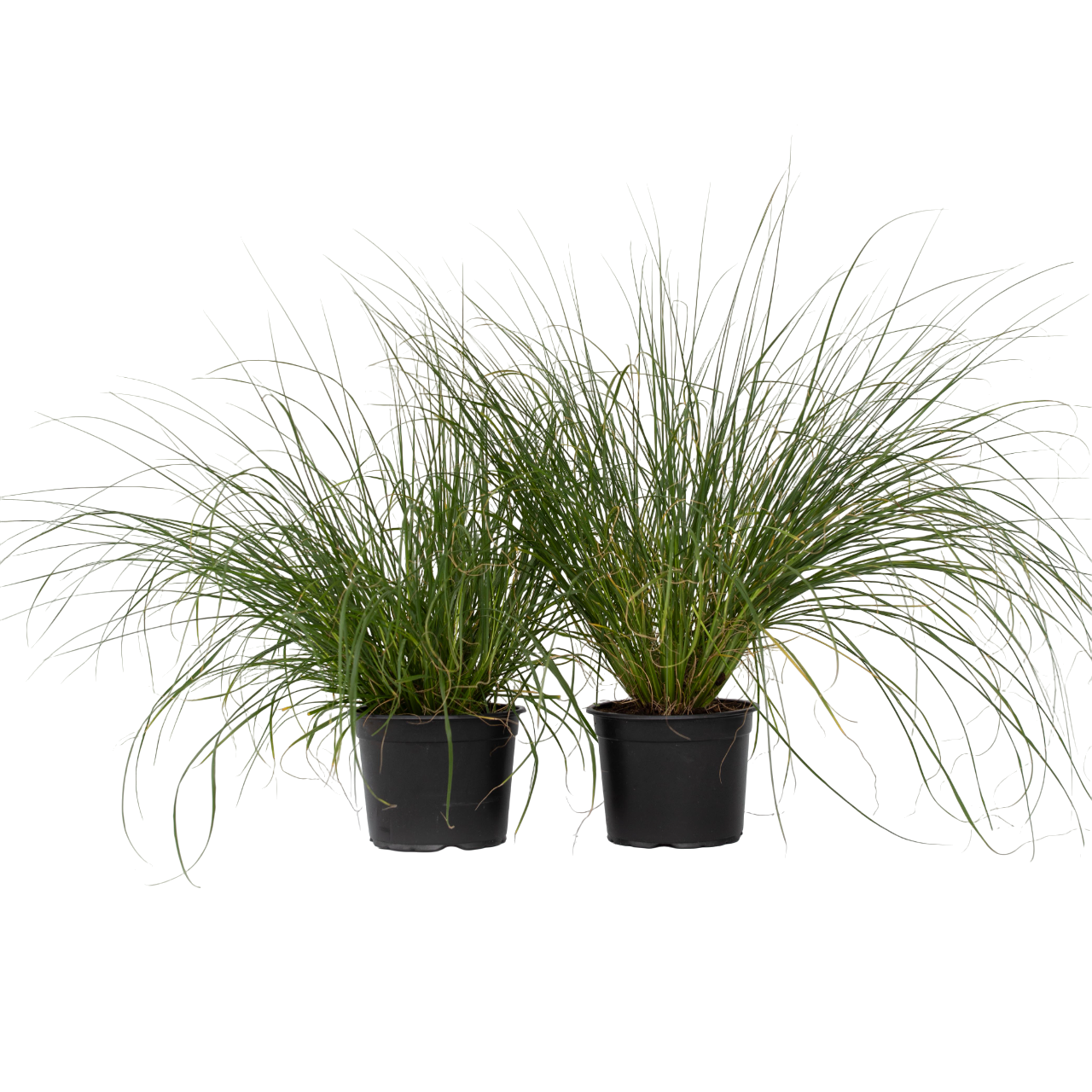Fountain Grass - 2 pcs. - Pennisetum alopecuroides 'Hameln' - H20-30cm - ⌀23cm