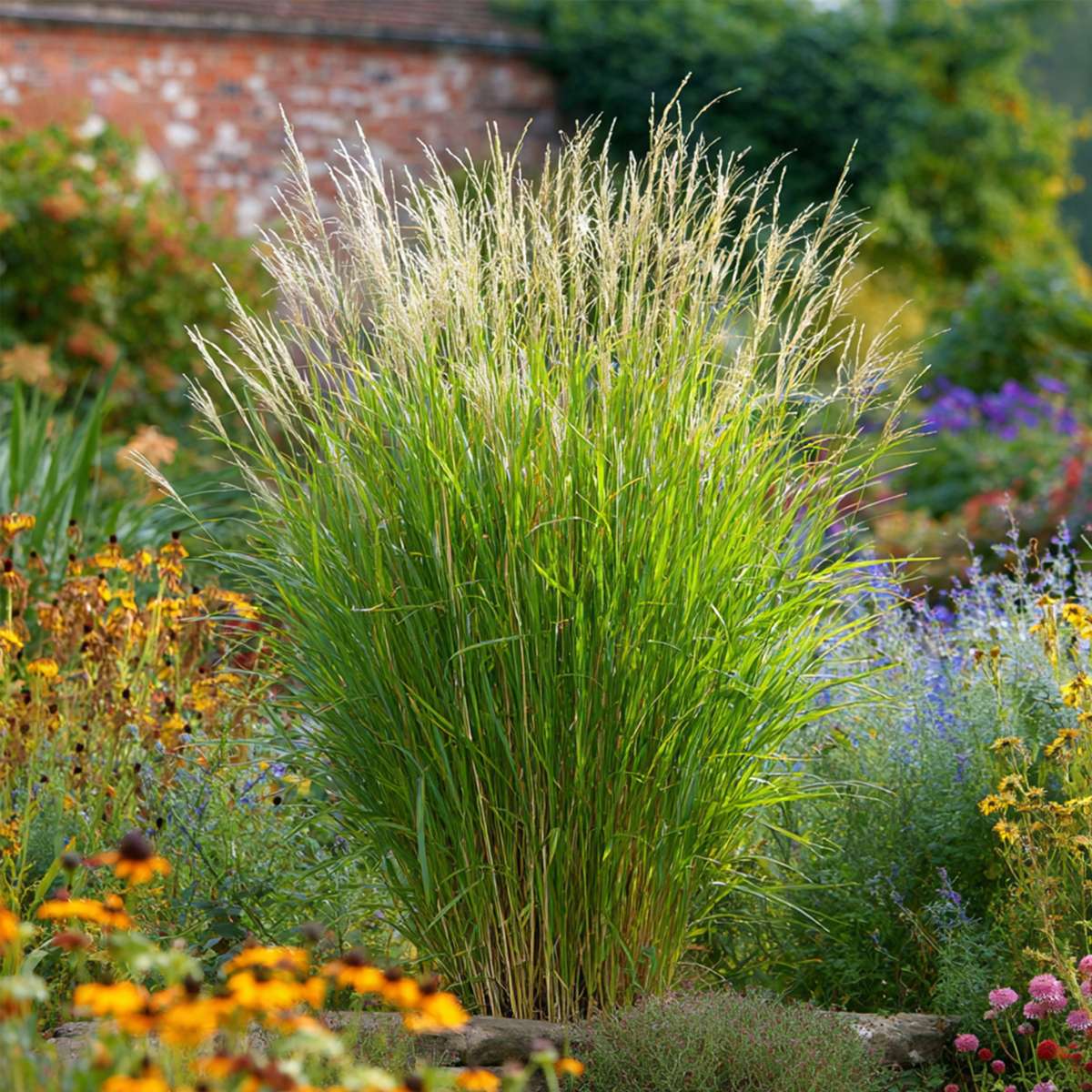 Chinese silver grass - Miscanthus sinensis 'Gracillimus' - H40-60cm - ⌀23cm