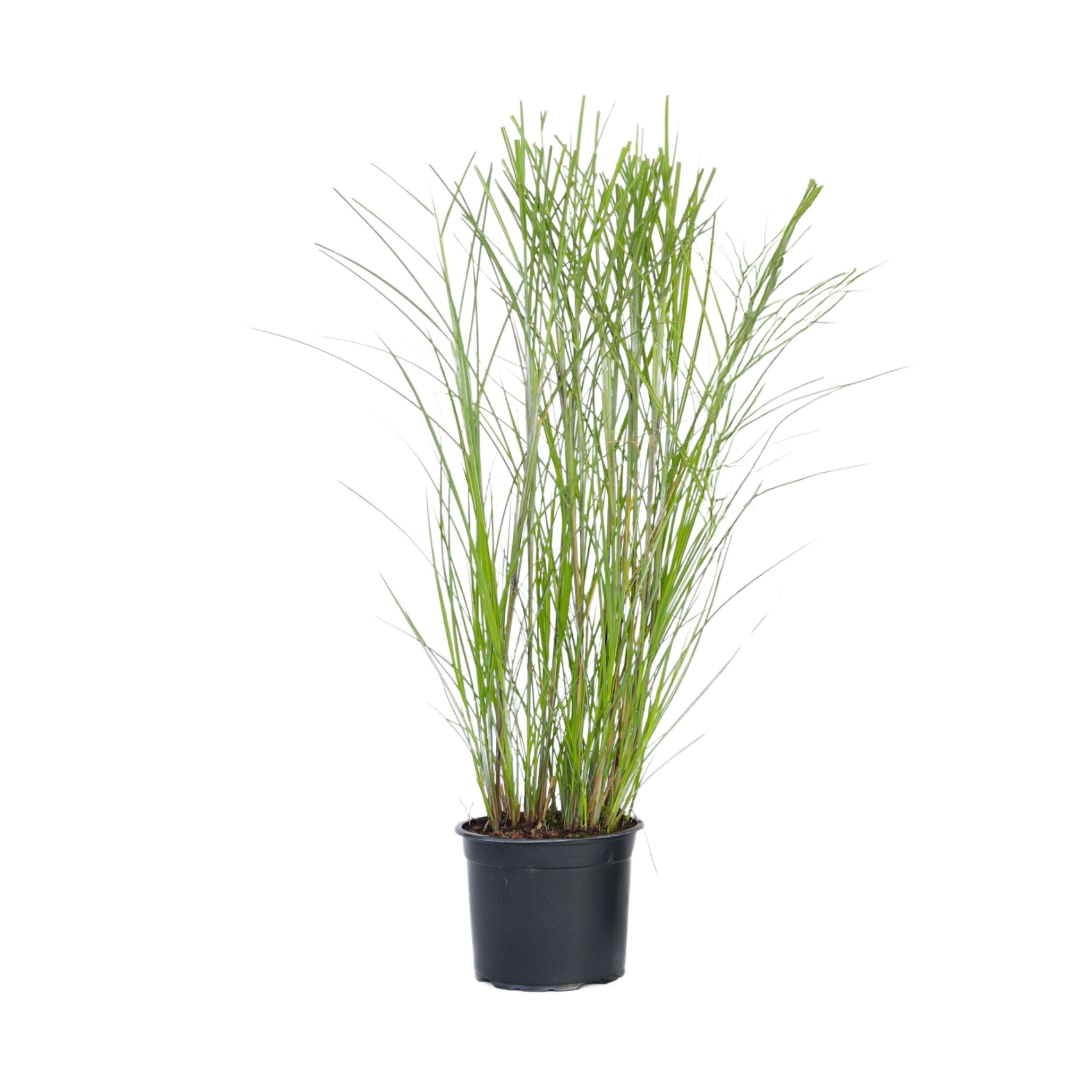 Chinese silver grass - Miscanthus sinensis 'Gracillimus' - H40-60cm - ⌀23cm