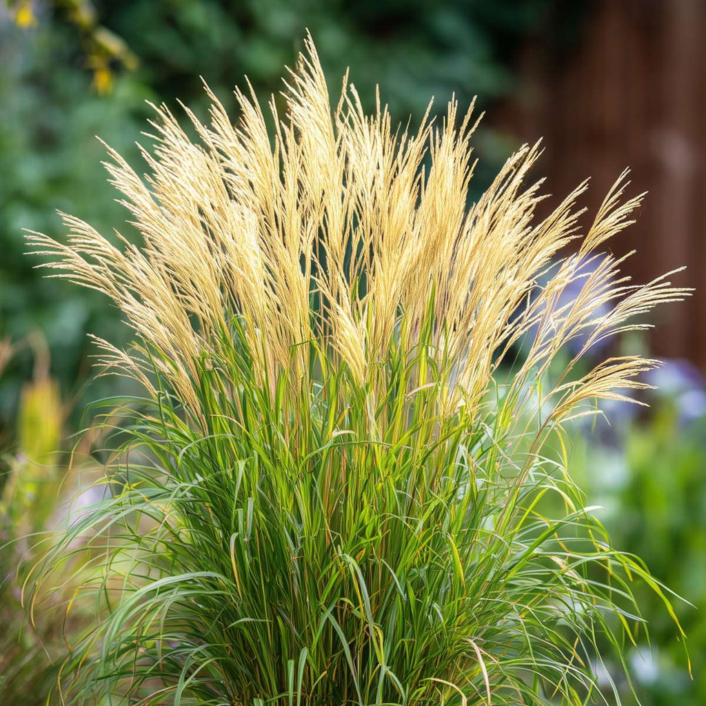 Chinese silver grass - 2 pcs. - Miscanthus 'Gracillimus' - H40-60cm - ⌀23cm