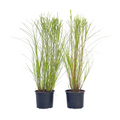 Chinese silver grass - 2 pcs. - Miscanthus 'Gracillimus' - H40-60cm - ⌀23cm