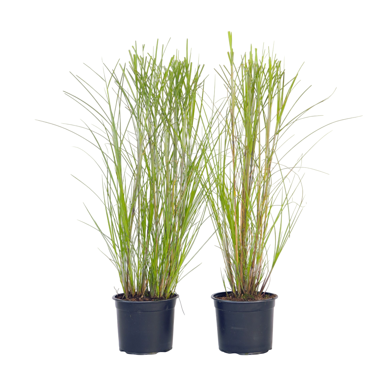 Chinese silver grass - 2 pcs. - Miscanthus 'Gracillimus' - H40-60cm - ⌀23cm
