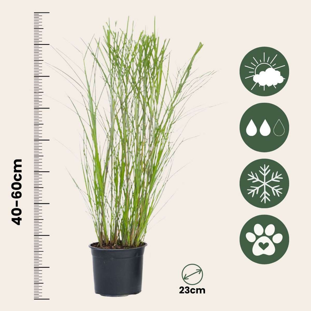 Chinese silver grass - 2 pcs. - Miscanthus 'Gracillimus' - H40-60cm - ⌀23cm