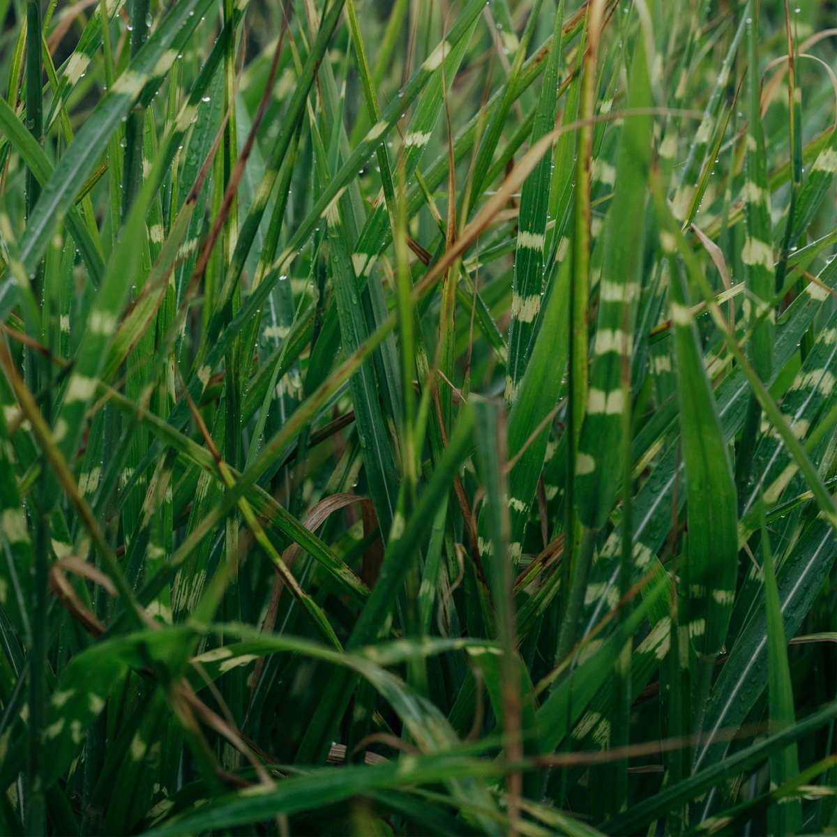 Chinese silver grass - 2 pcs. - Miscanthus 'Zebrinus' - Height 20-30cm - ⌀23cm