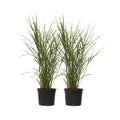 Chinese silver grass - 2 pcs. - Miscanthus 'Zebrinus' - Height 20-30cm - ⌀23cm
