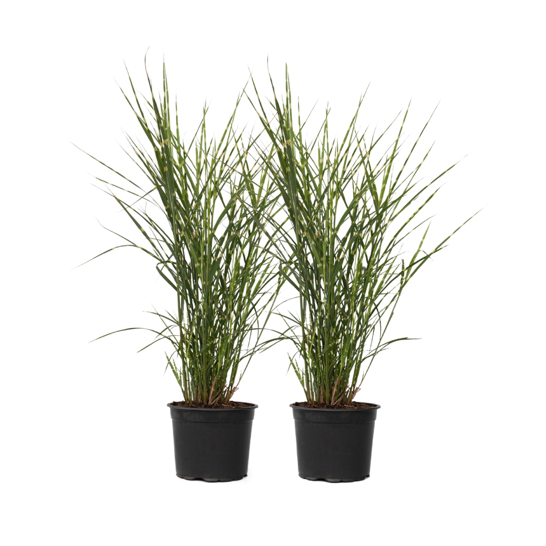Chinese silver grass - 2 pcs. - Miscanthus 'Zebrinus' - Height 20-30cm - ⌀23cm