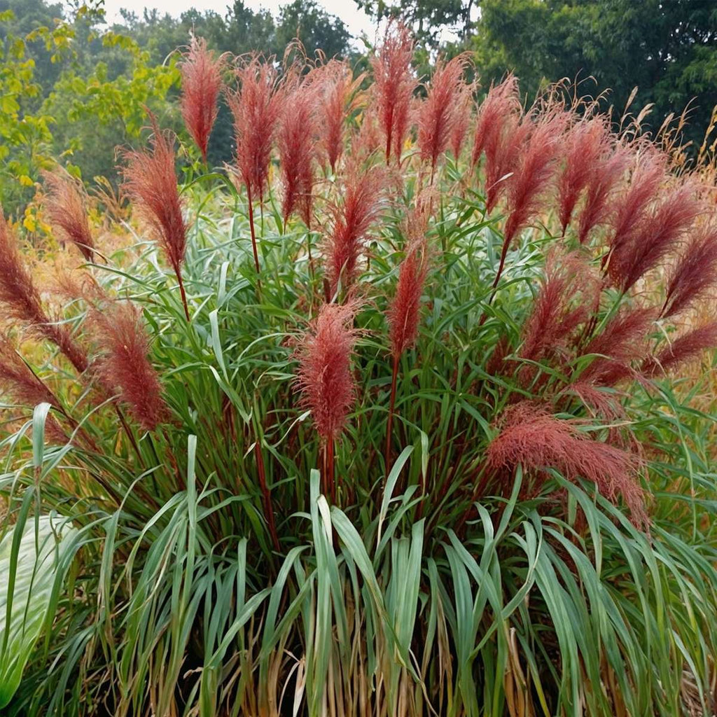 Chinese silver grass - Miscanthus sinensis 'Red Chief' - Height 40-60cm - ⌀23cm