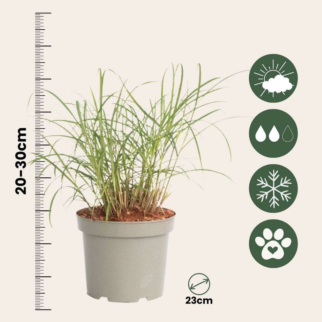Chinese silver grass - Miscanthus sinensis 'Red Chief' - Height 40-60cm - ⌀23cm