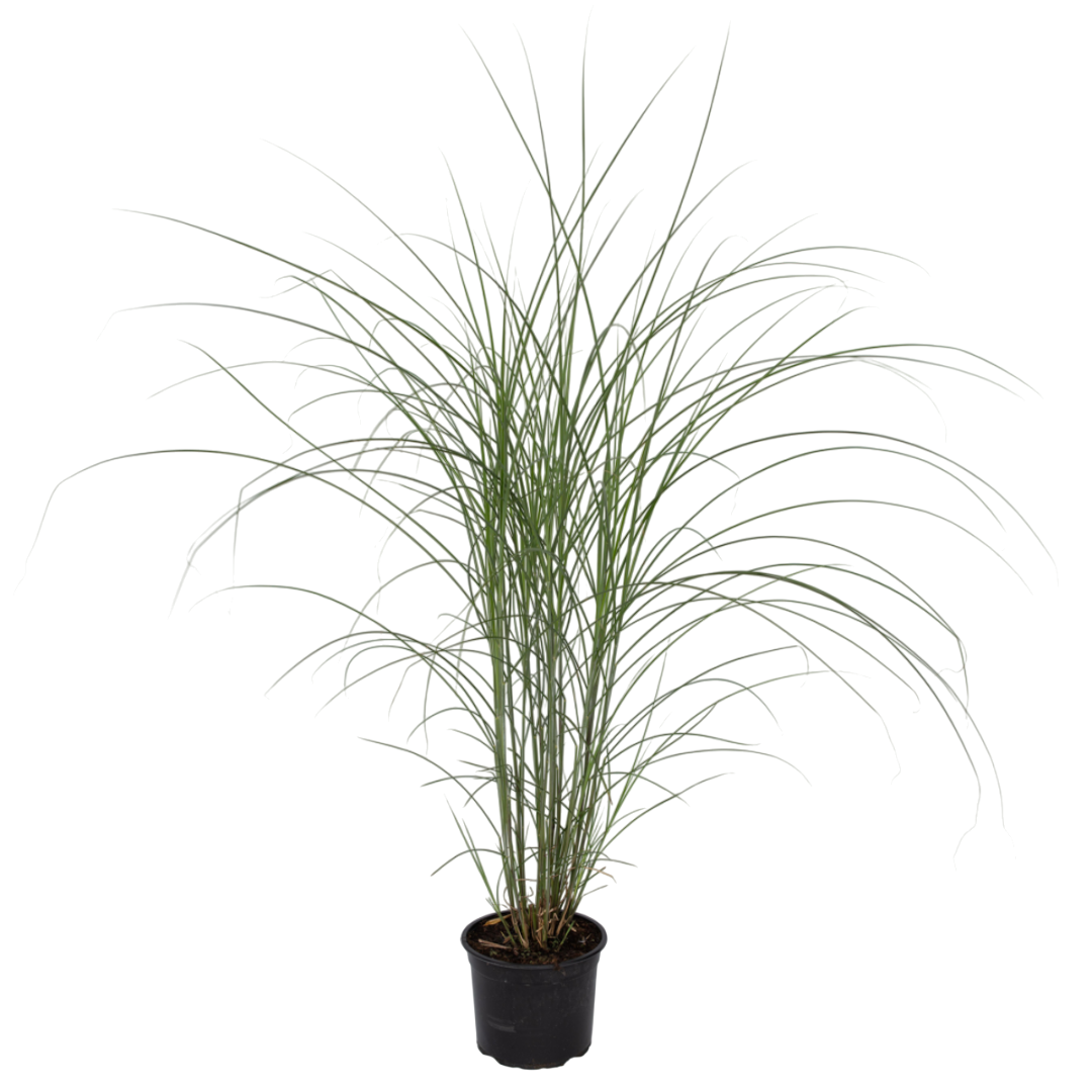 Chinese silver grass - Miscanthus 'Kleine Silberspinne - Height 20-30cm - ⌀23cm