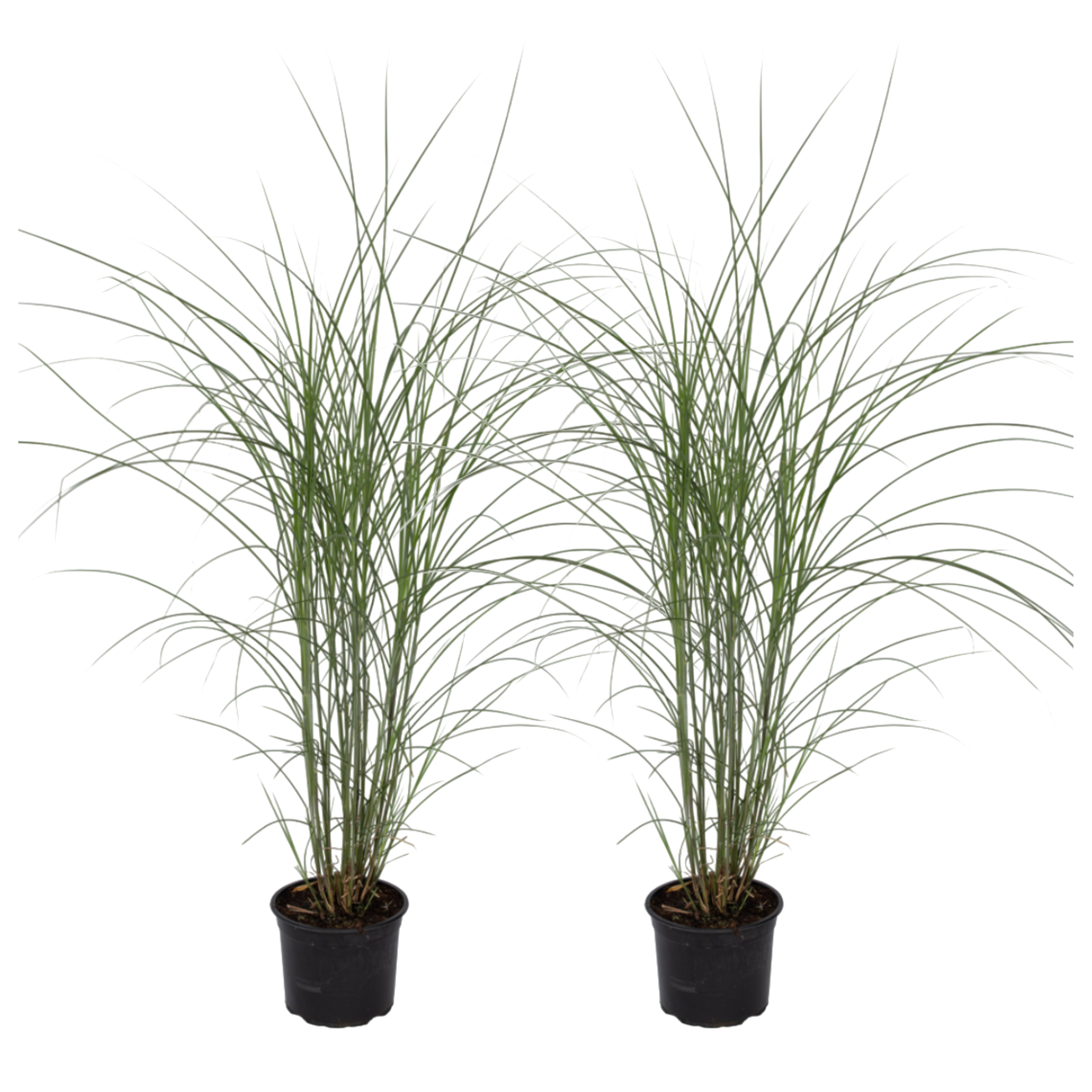 Chinese silver grass - 2 pcs. - Miscanthus - Height 20-30cm - ⌀23cm