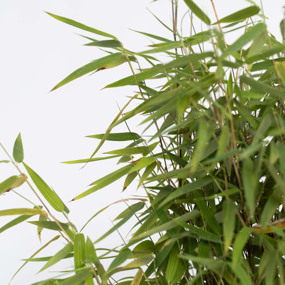 Chinese fountain bamboo - Fargesia nitida 'Red Dragon' - Height 50-70cm - ⌀17cm