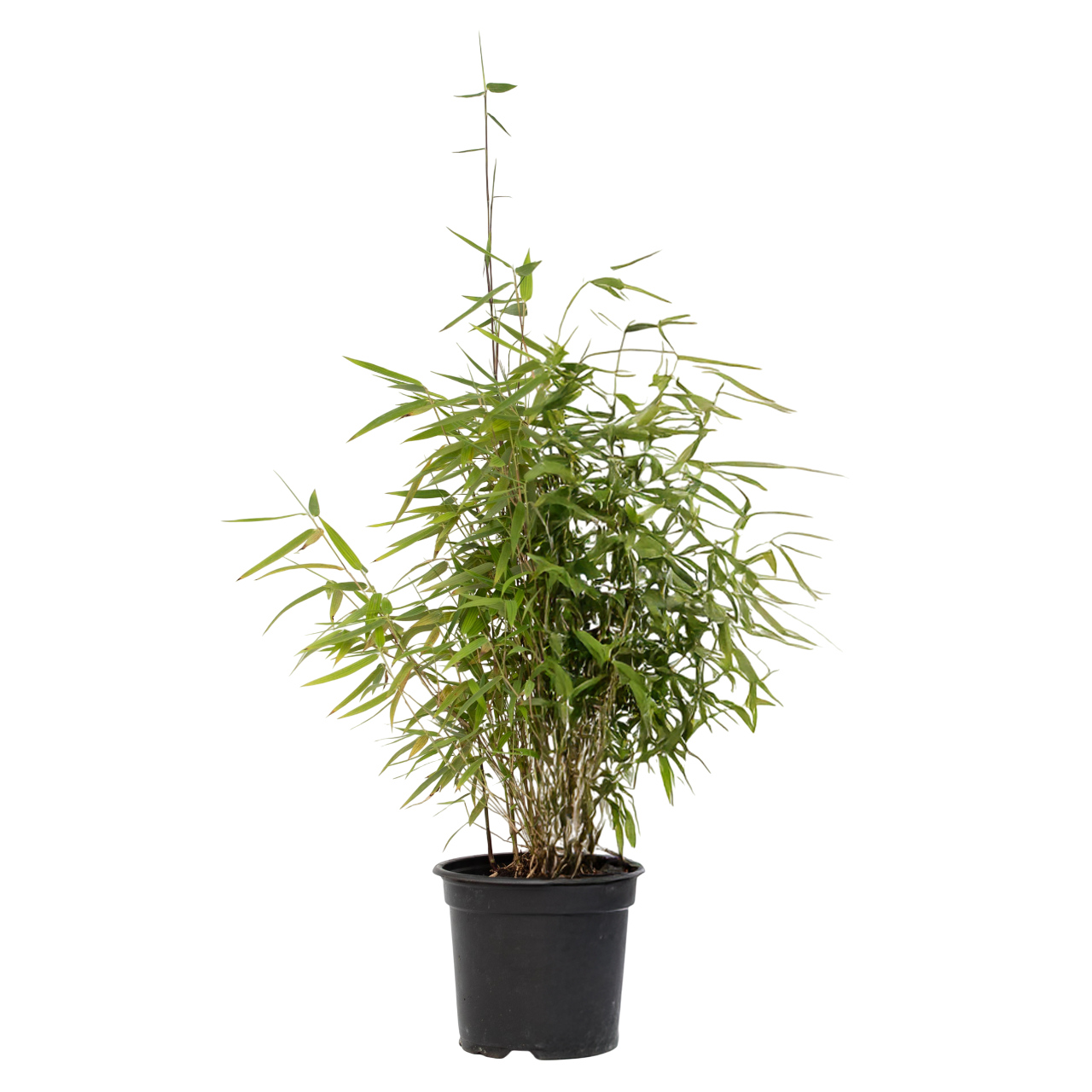 Chinese fountain bamboo - Fargesia nitida 'Red Dragon' - Height 50-70cm - ⌀17cm