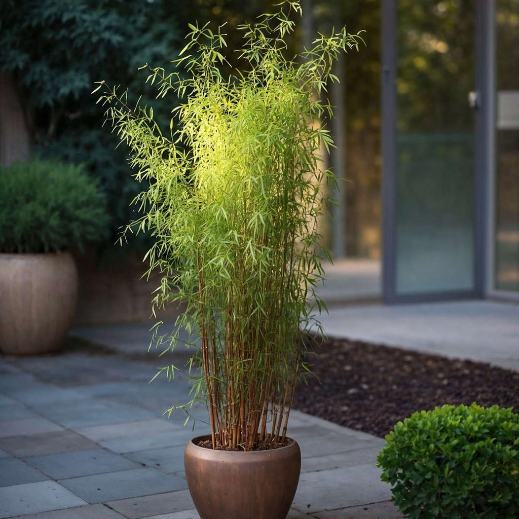 Chinese fountain bamboo - 6 pcs. - Fargesia 'Red Dragon' - H50-70cm - ⌀17cm