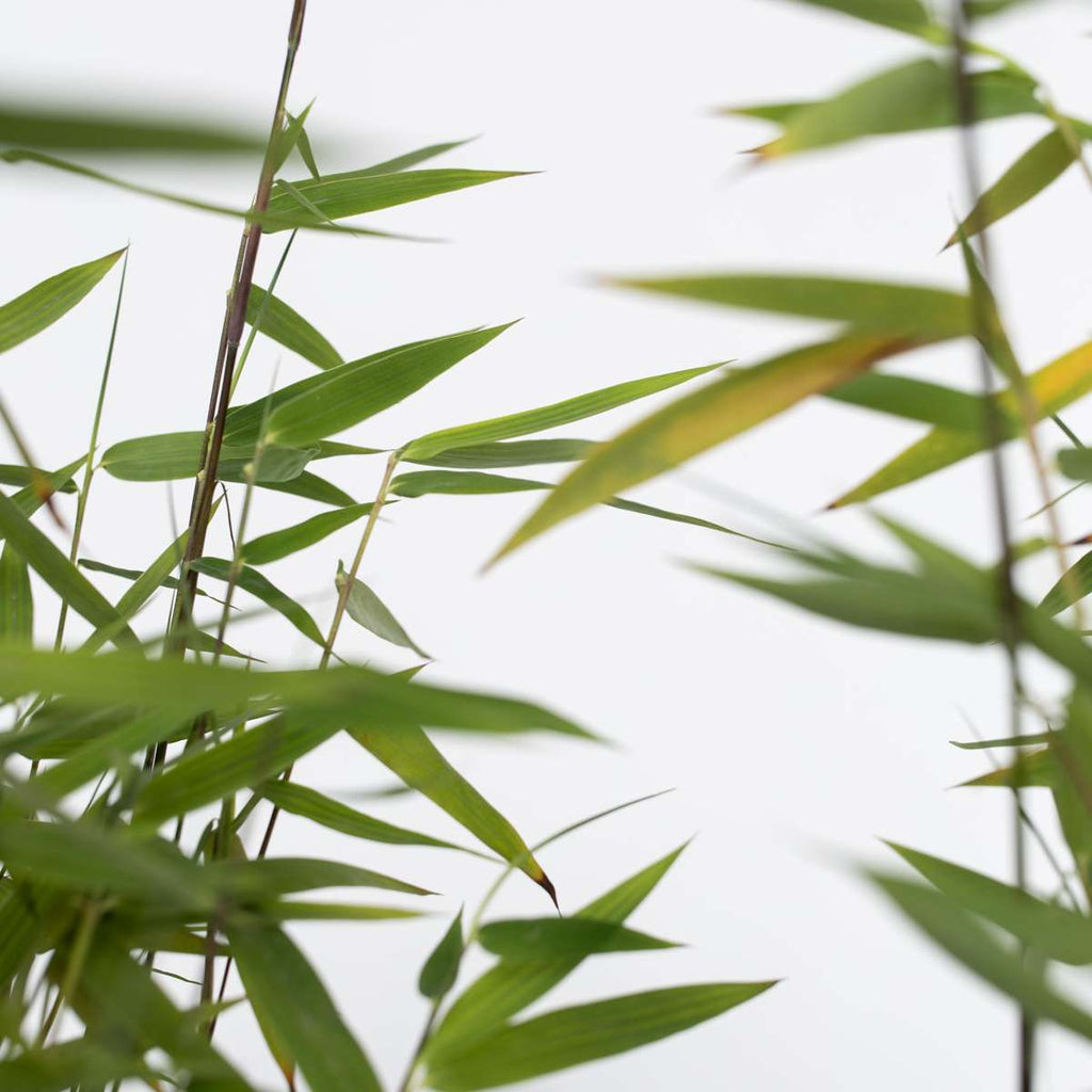 Chinese fountain bamboo - 2 pcs. - Fargesia 'Red Dragon' - H50-70cm - ⌀17cm