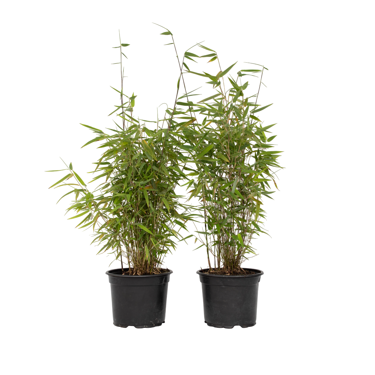 Chinese fountain bamboo - 2 pcs. - Fargesia 'Red Dragon' - H50-70cm - ⌀17cm
