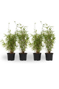Chinese fountain bamboo - 4 pcs. - Fargesia 'Red Dragon' - H50-70cm - ⌀17cm