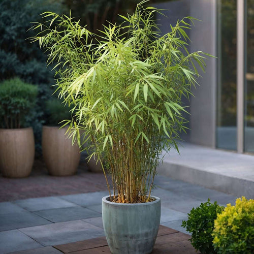Blue Dragon Bamboo - 6 pcs. - Fargesia papyrifera 'Grex' - H30-40cm - ⌀13cm