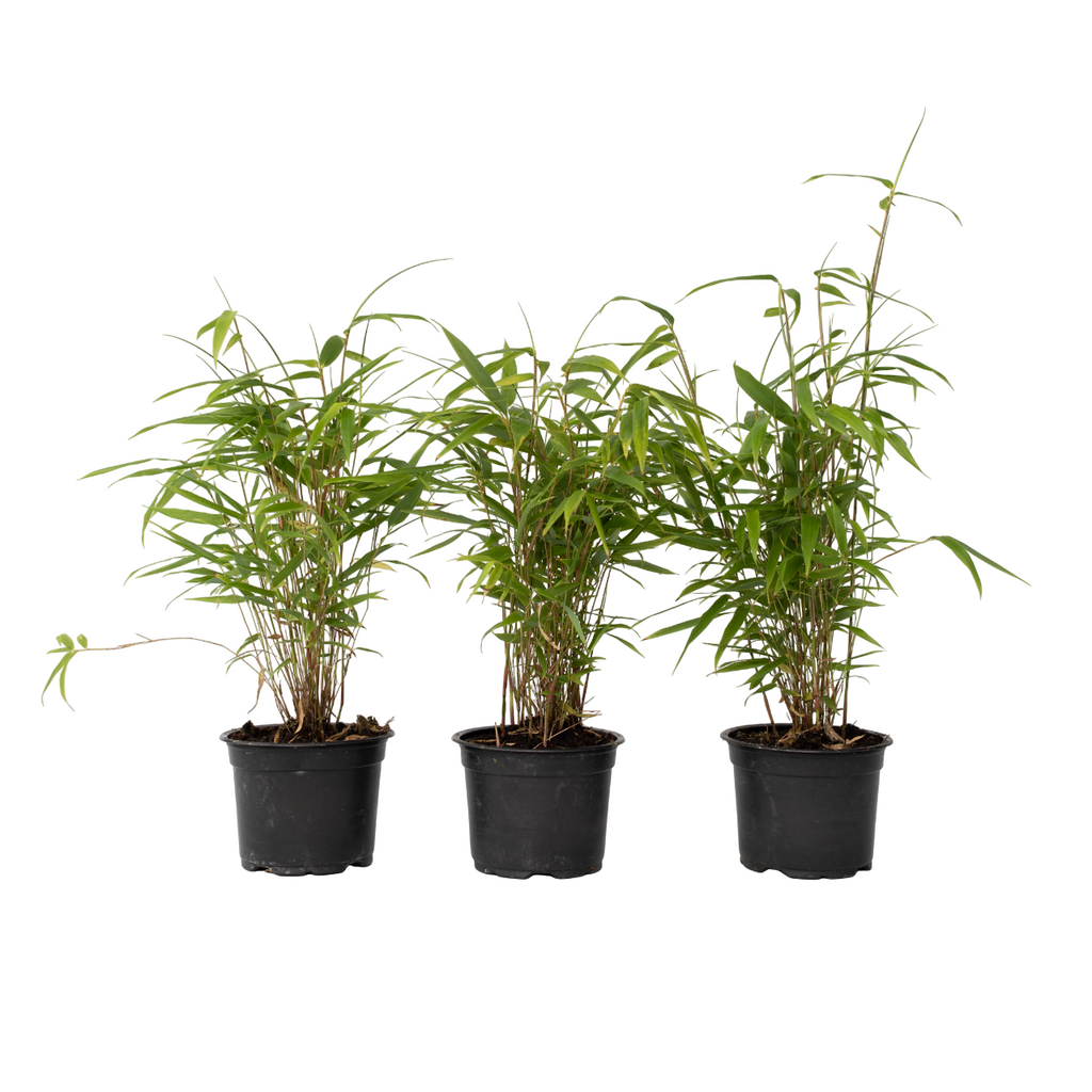 Blue Dragon Bamboo - 3 pcs. - Fargesia papyrifera 'Grex' - H30-40cm - ⌀13cm