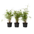 Blue Dragon Bamboo - 3 pcs. - Fargesia papyrifera 'Grex' - H30-40cm - ⌀13cm