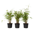 Blue Dragon Bamboo - 6 pcs. - Fargesia papyrifera 'Grex' - H30-40cm - ⌀13cm