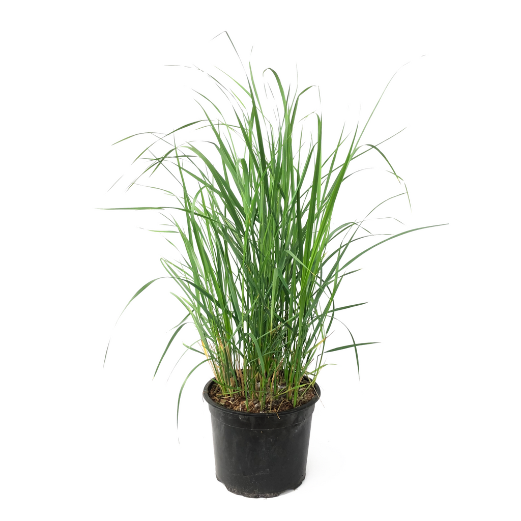 Feather Reed Grass - Calamagrostis 'Karl Foerster' - Height 40-60cm - ⌀23cm