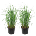 Feather Reed Grass - 2 pcs. - Calamagrostis 'Karl Foerster' - H40-60cm - ⌀23cm