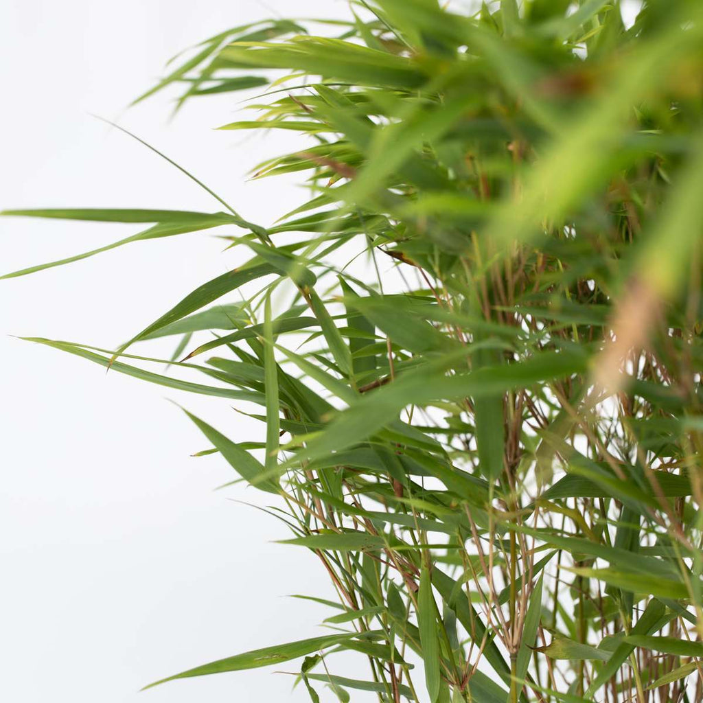 Chinese fountain bamboo - 2 pcs. - Fargesia nitida 'Gansu' - H50-70cm - ⌀17cm