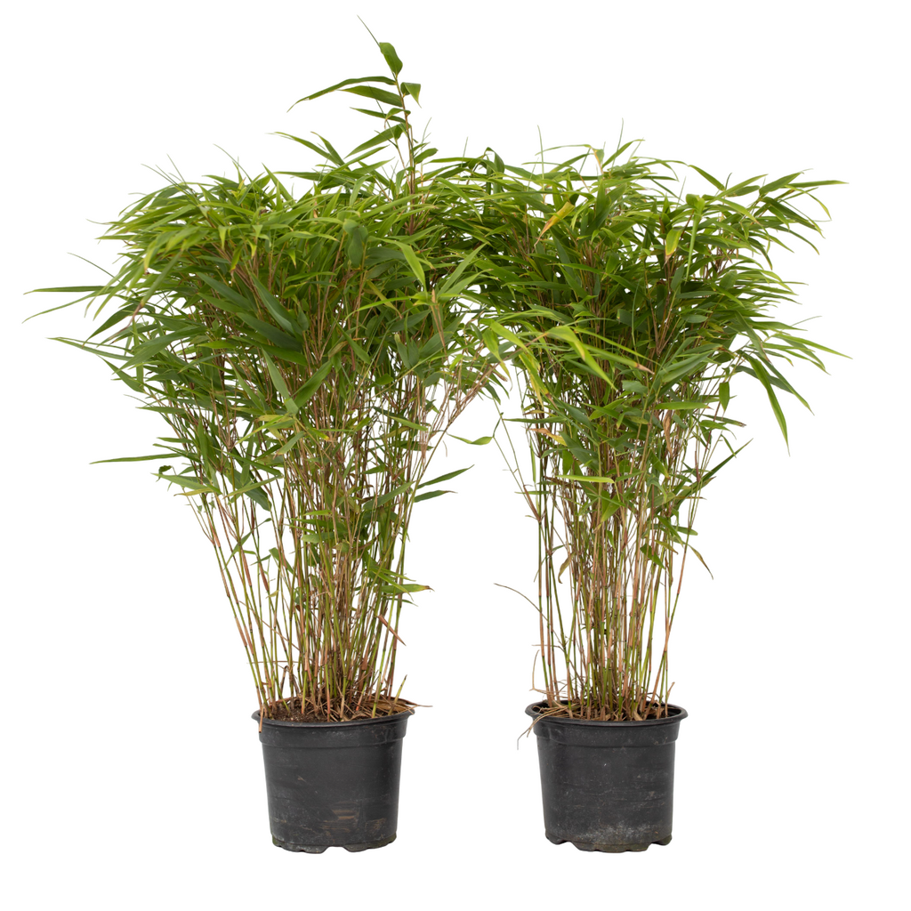 Chinese fountain bamboo - 2 pcs. - Fargesia nitida 'Gansu' - H50-70cm - ⌀17cm