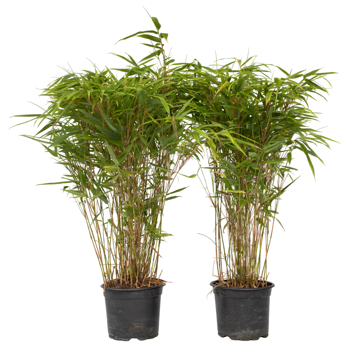 Chinese fountain bamboo - 2 pcs. - Fargesia nitida 'Gansu' - H50-70cm - ⌀17cm
