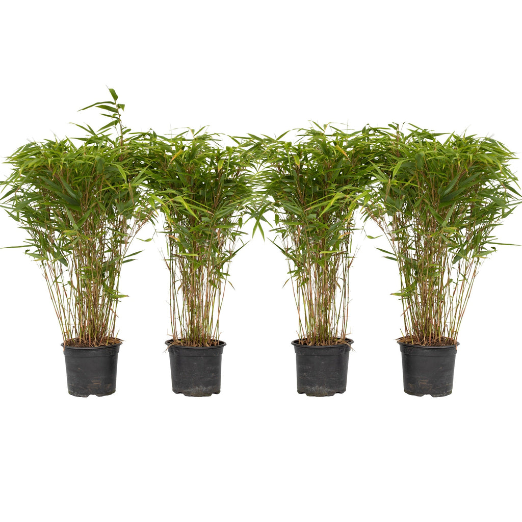Chinese fountain bamboo - 4 pcs. - Fargesia nitida 'Gansu' - H50-70cm - ⌀17cm